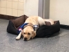 Schulhund Ria
