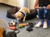 Schulhund Ria